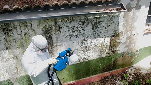 Mold Removal service in Hopewell
